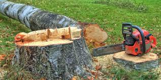 Tree and Shrub Care in Gold Canyon, AZ