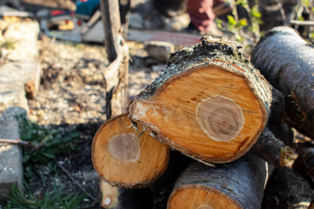Professional Tree Care in Gold Canyon, AZ