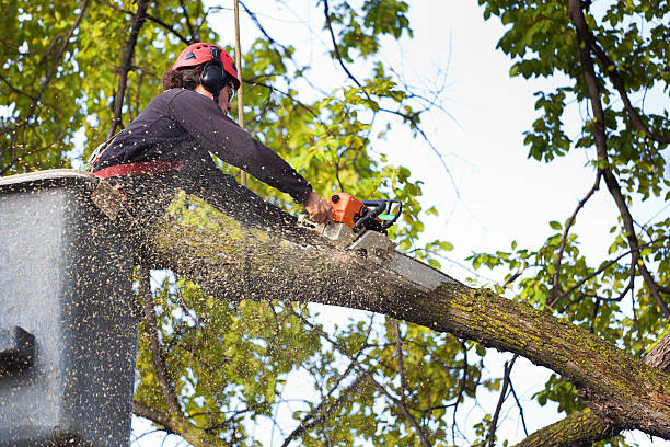 How Our Tree Care Process Works  in  Gold Canyon, AZ